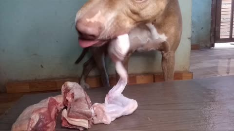 pit bull eating