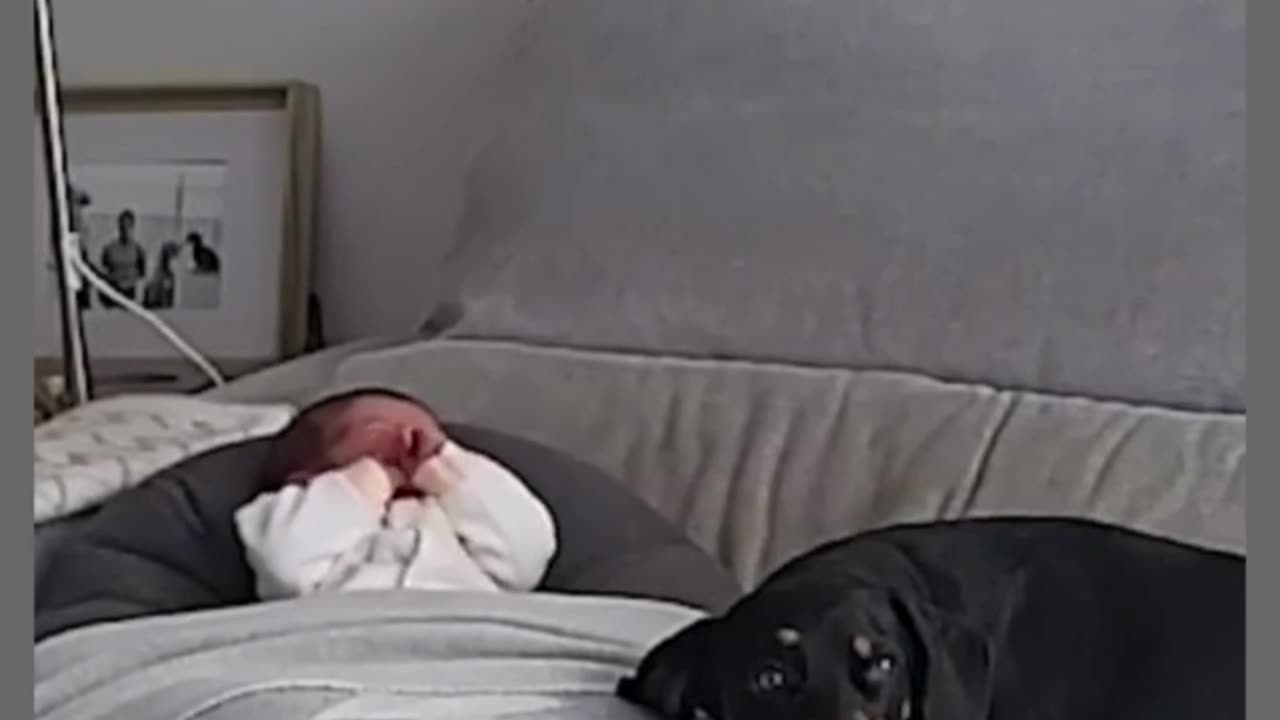 "Cute dog and baby video that will fill your day with happiness"