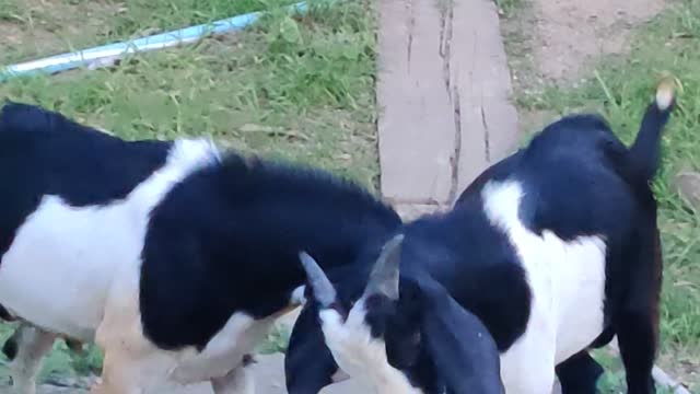 Goat(Billy) Fighting