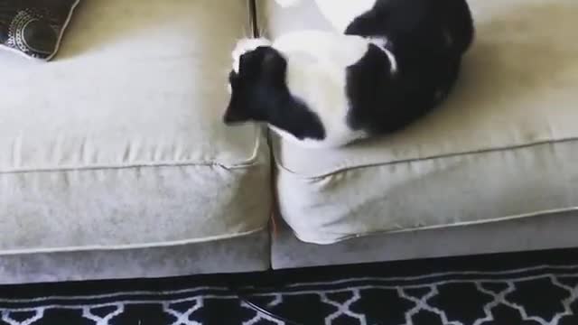 Collab copyright protection - cat toy couch roll fail