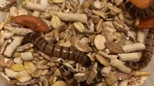 INSECTS view
