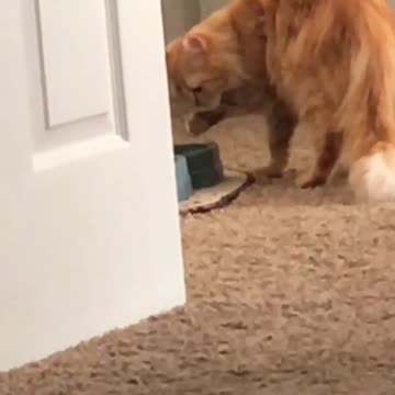 Sofisticado gato bebe agua con la garra