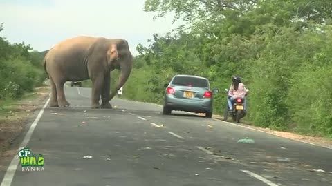 huge elephants hunting food