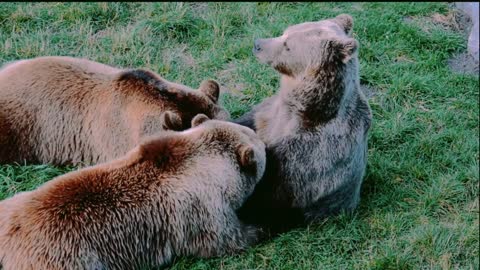 Wild Animals Collection in 4k,Wild Animal 4k Video