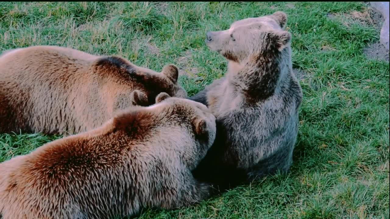 Wild Animals Collection in 4k,Wild Animal 4k Video