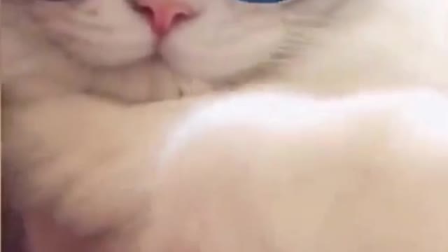 The cat is enjoying life! Cool cat