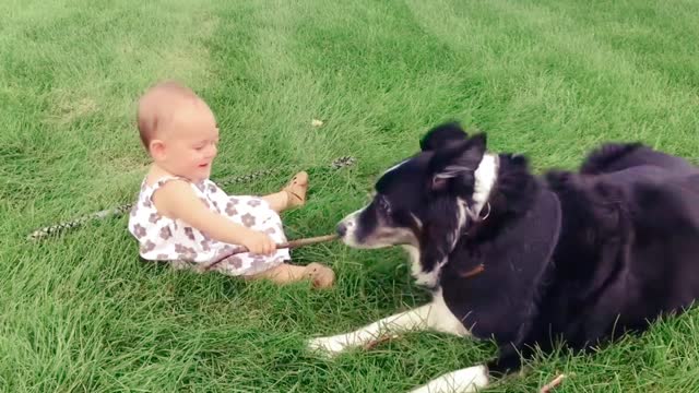 good dog takecare of babies