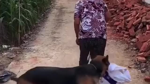 Top amazing video dog