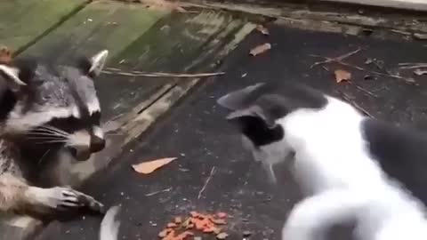 Was this a raccoon teamwork strategy to disturb the cat from eating? 😹😹