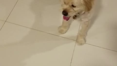 Happy white dog his name Jingjing