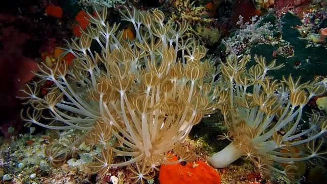 Corals are living creatures that are marine and beautiful animals