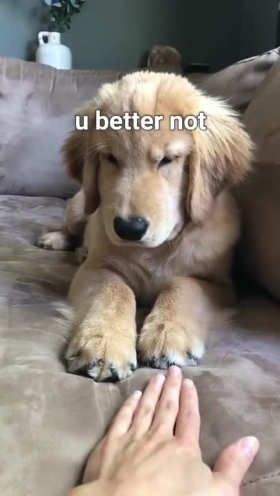 Dog Funny Reaction Video , Animals Videos....