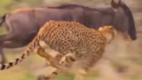 cheetah speed