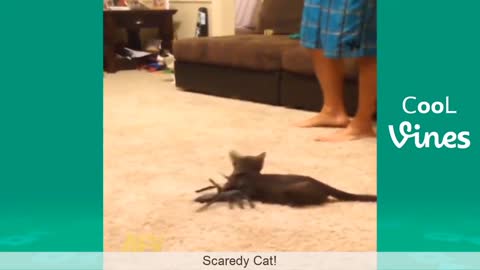 Funny cat videos awesome