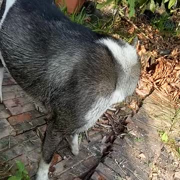 how to take care of yourself dog's