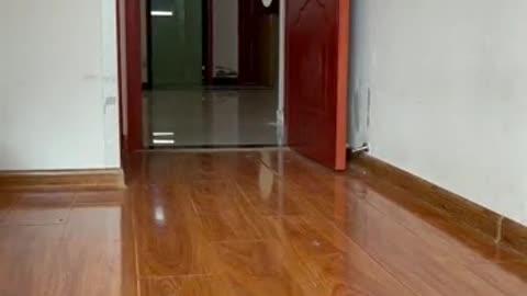 smart dog