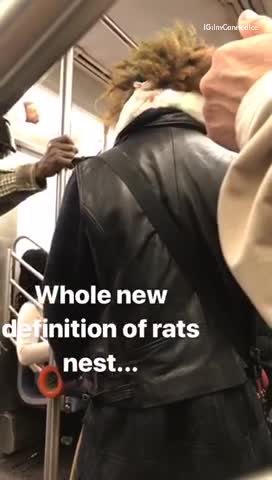Two rats on back of mans neck