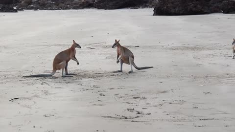 Wallaby Fight on the beach of Cape Hillsborough uhhhh