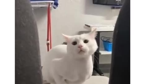 AWW SO CUTE CAT 😍😺