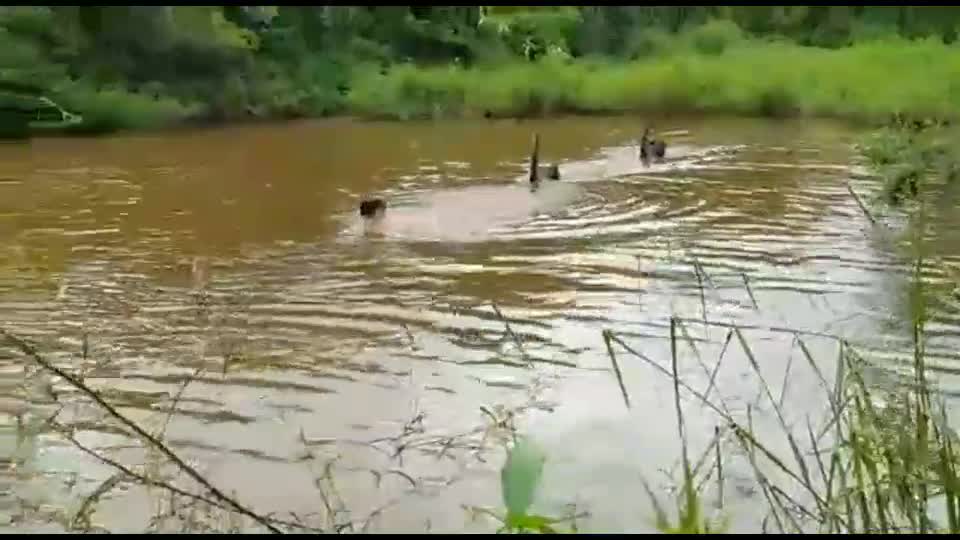 The man was taking a fun bath in the pond, the bird took away all the fun in a moment