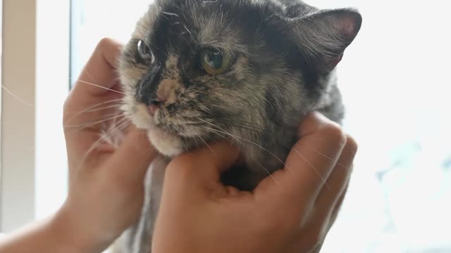 Person Cuddling Her Cat