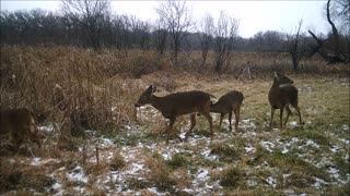 Fred Zeppelin 2021, Doe's And Fawns!