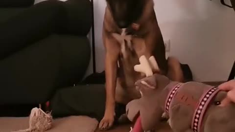 scared dog/playing