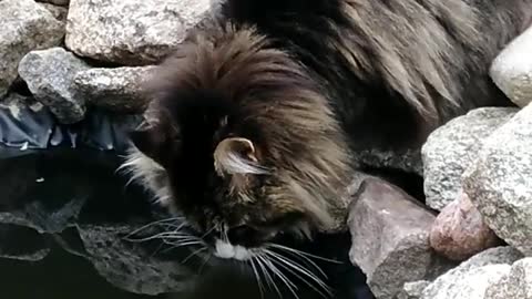 cat and pond