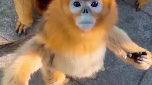 Adorable Monkies Asking For Food