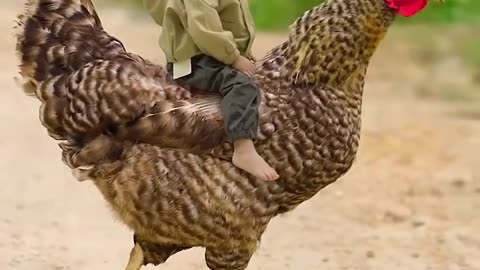 funny animals video