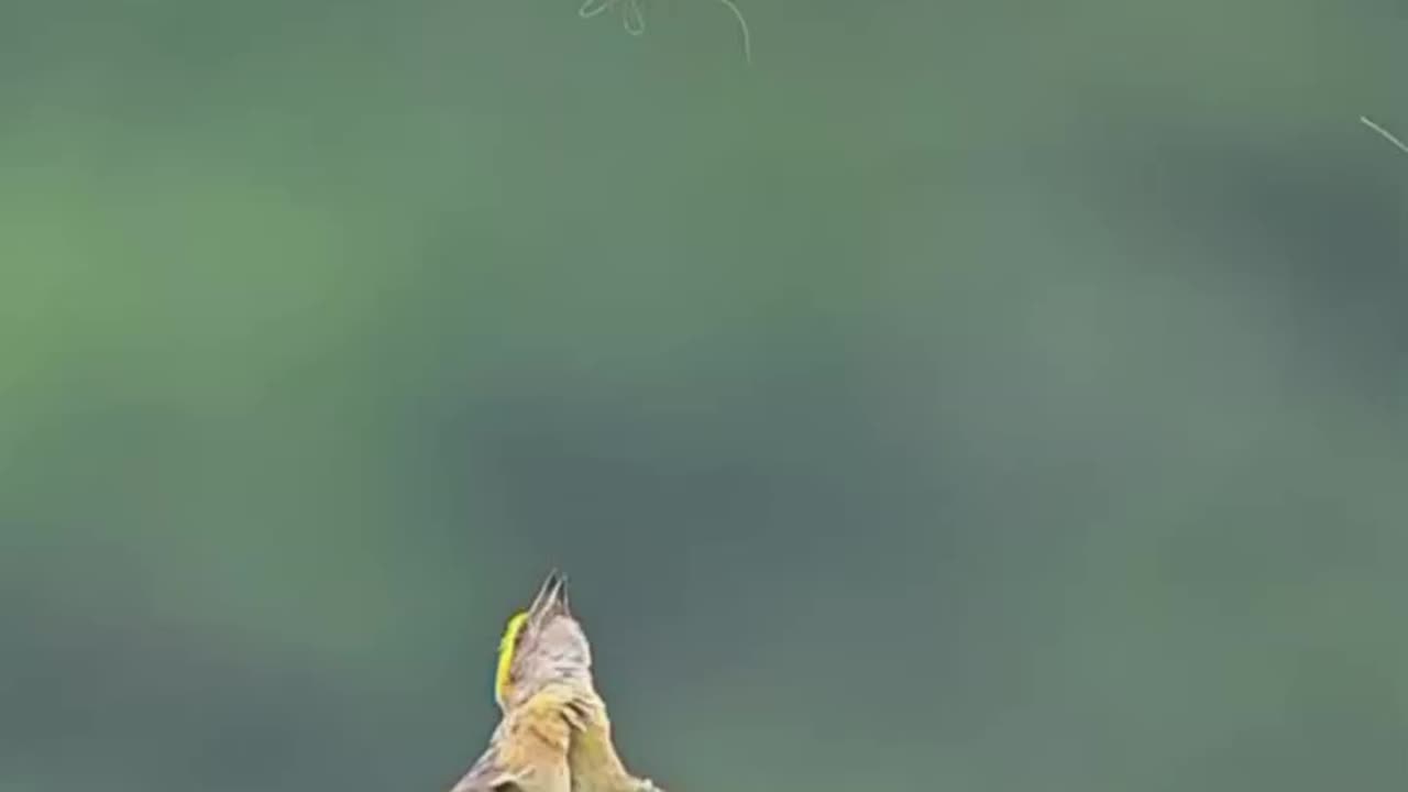 Wildlife