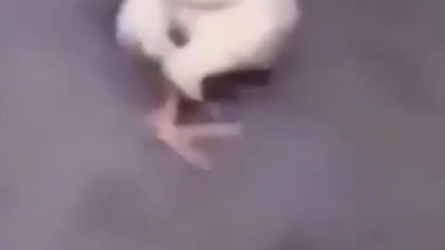 Animals memes 5