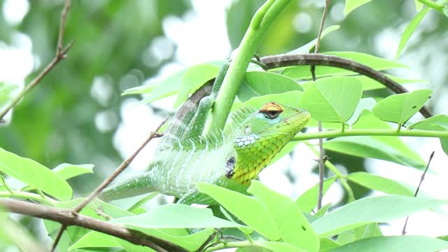 Close-up Footage View Of An Iguana On A Tree