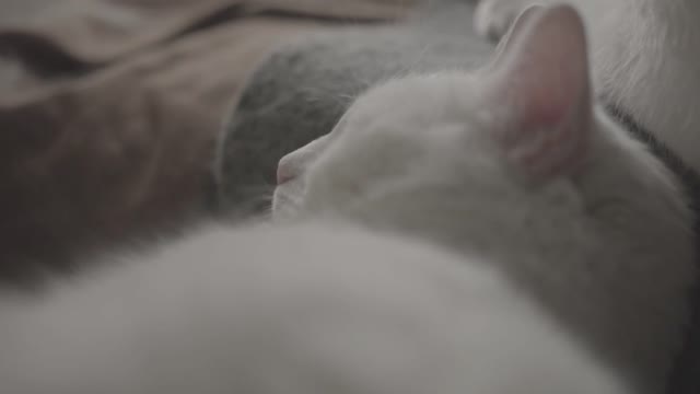 beautiful white cat sleeping