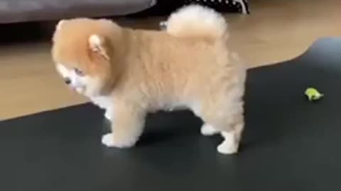 Doggie Stretching