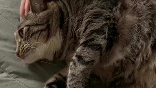 If you touch the belly of a fat cat!
