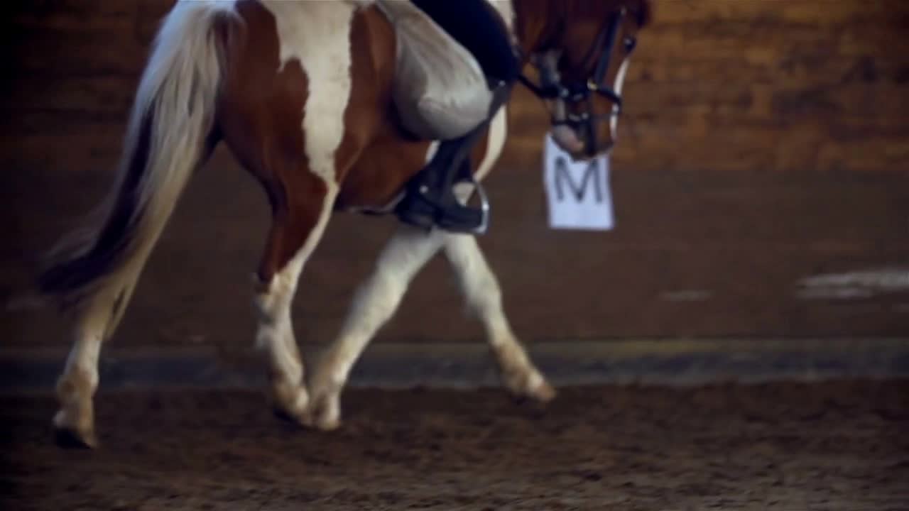 Close Up on Brown Horse White Legs Running in Slow Motion