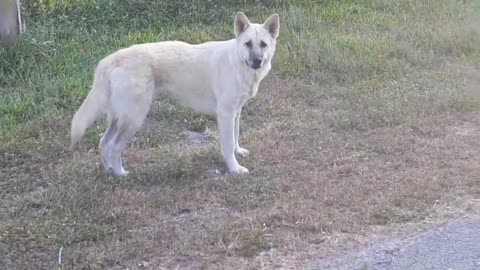 White Wolf spotted in a Florida Family Neighborhood