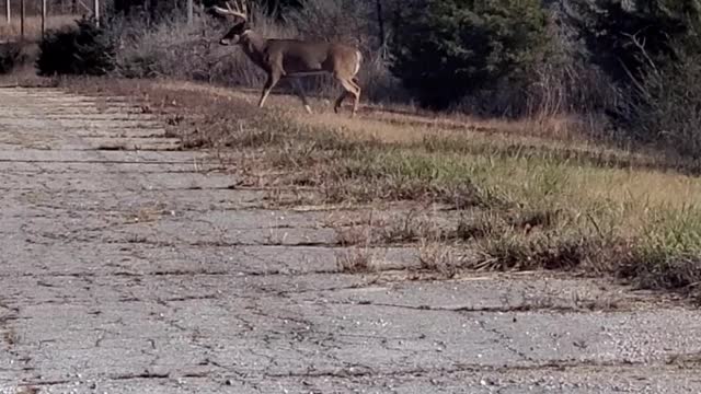 Huge Buck