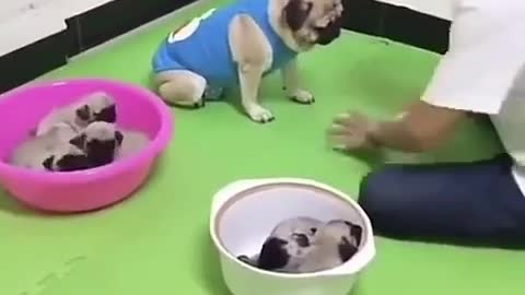 Baby dog play with his owner
