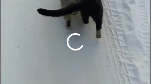 The best funny videos that will die laughing cute animals 😃😅😆😂😃
