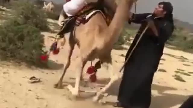 Funny man on camal