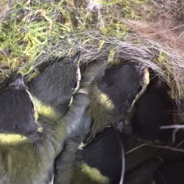 Blue tits nesting in postbox
