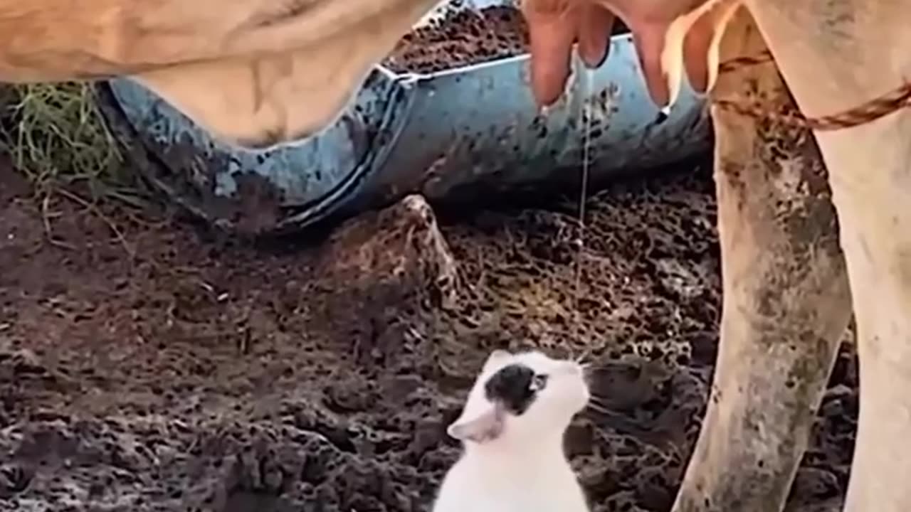 Cow- milking cat