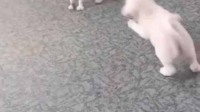 The Dog teases the Cat to play with him