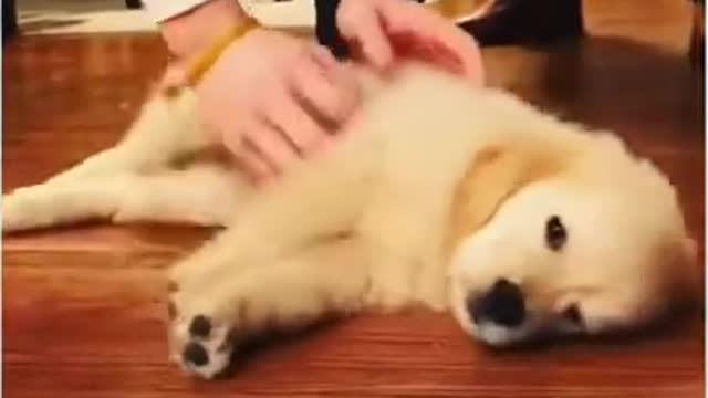 Funny😂 Dogs🐶 Videos Cute Dog Video #shorts #movementswithdogs