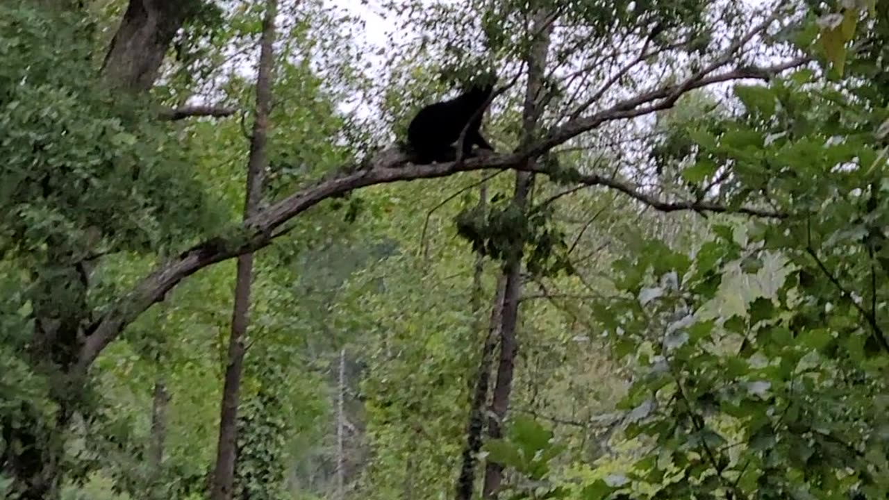 Gatlinburg Black Bear hanging out right outside #rvlife #rv #glamping48 #blackbear