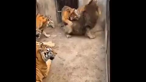 LION AND TIGER FIGHTING