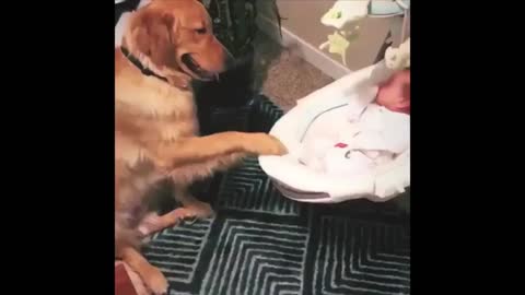 Cute & Funny Dog Videos