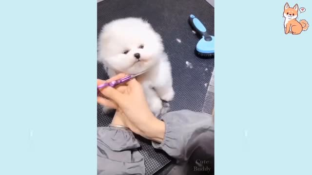 cute papi dog hiar cat | Dog while getting a haircut